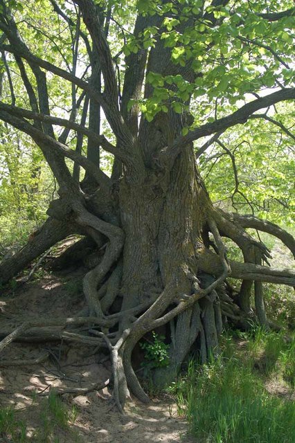 The roots of a basswood tree have been exposed by erosion